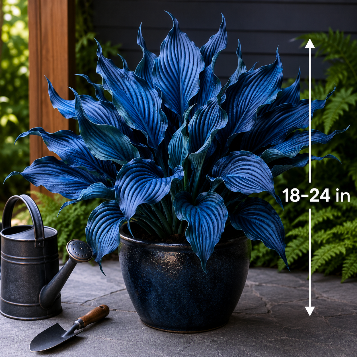 Dark Blue Flame Hosta Seeds for Dramatic Foliage - Size / Scale