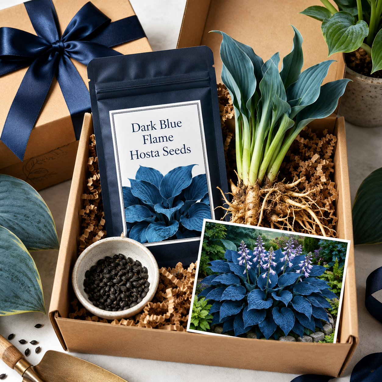 Dark Blue Flame Hosta Seeds for Dramatic Foliage - Giftable Pack Arrangement