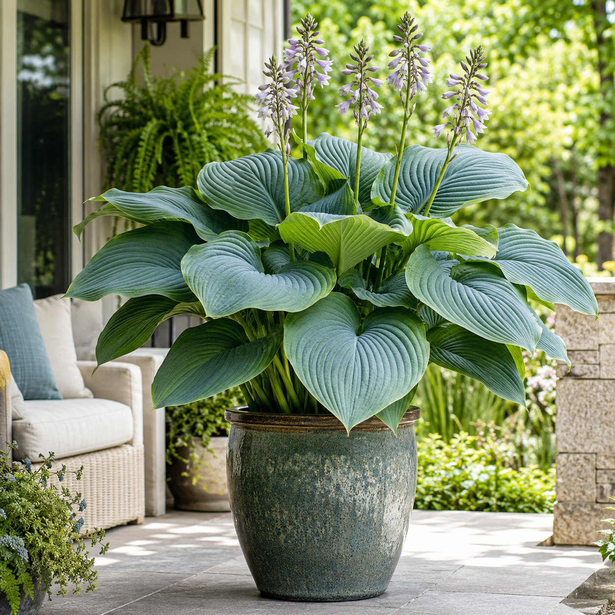 Giant Tall Hosta Bulbs for Lush Shade Borders - Pot / Home Scene