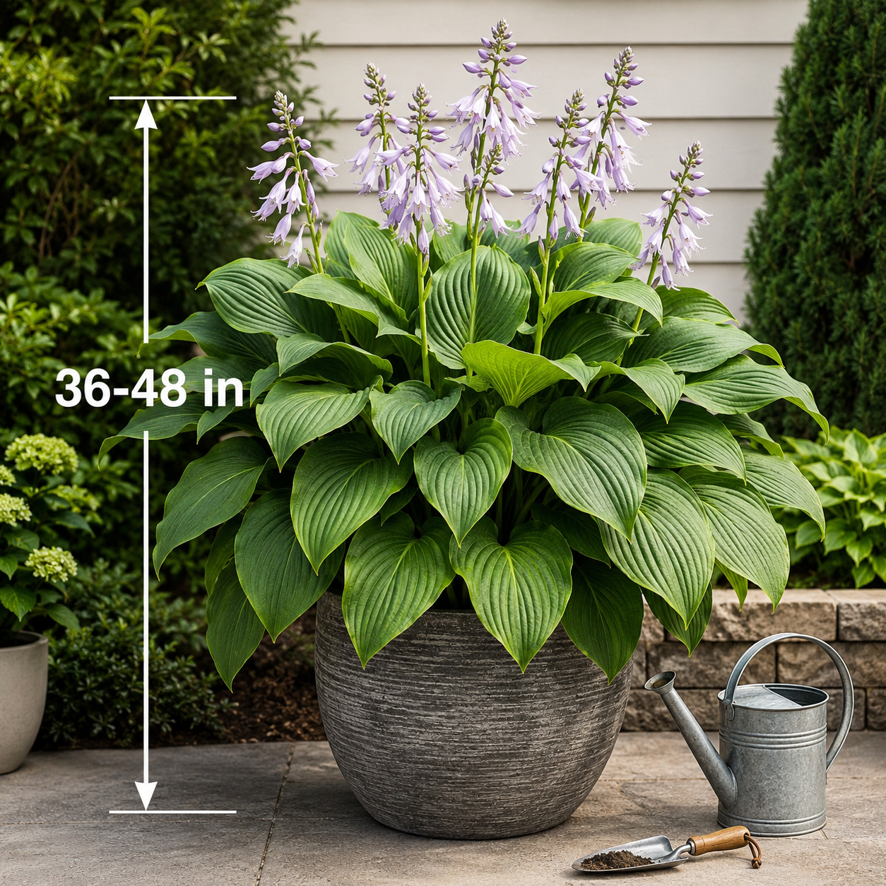 Giant Tall Hosta Bulbs for Lush Shade Borders - Size / Scale