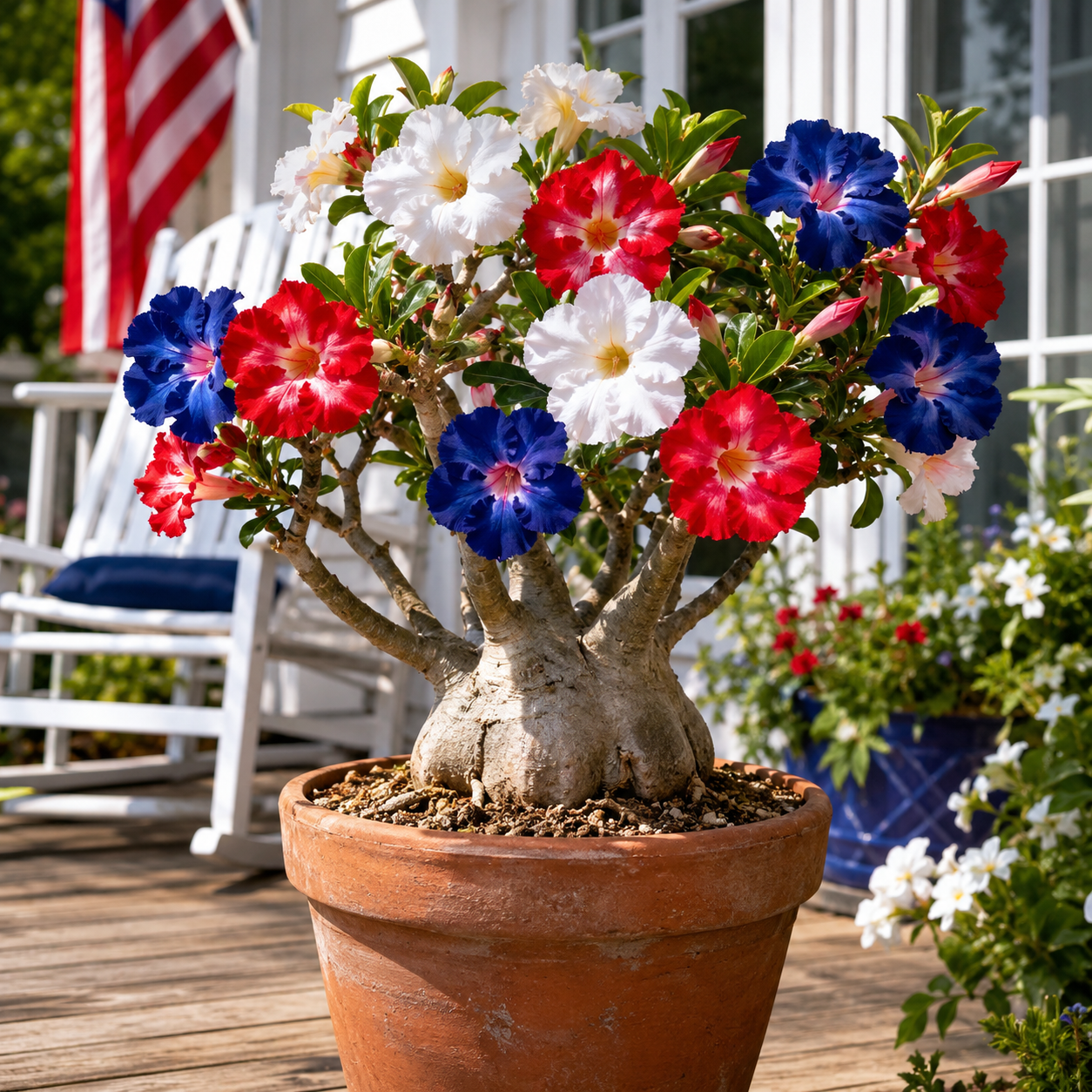Red White Blue Desert Rose Seedlings - Patriotic Bloom Hero