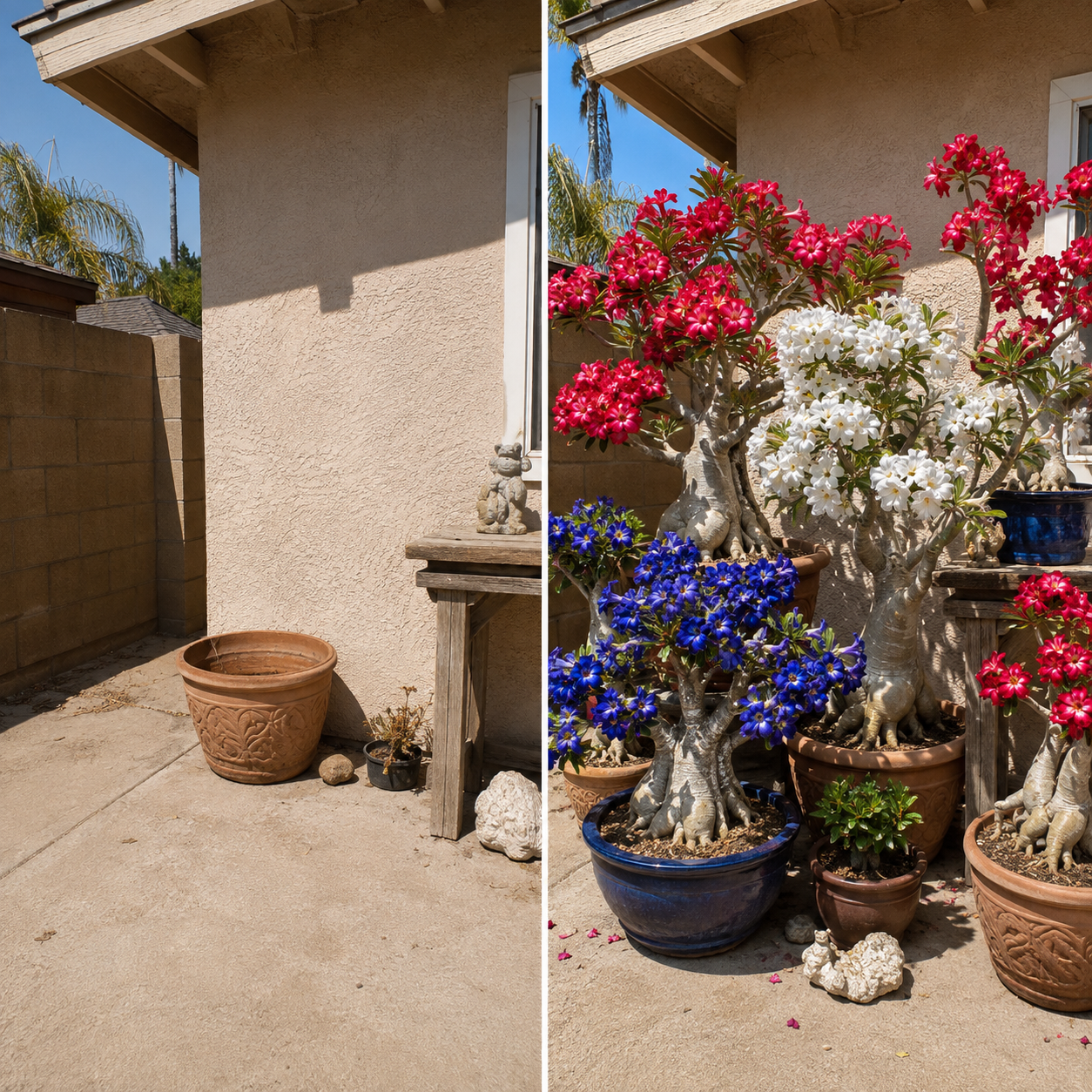 Red White Blue Desert Rose Seedlings - Drought Patio Before After