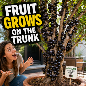 Jaboticaba Tree Starter for Exotic Home Fruit - Fruit On Trunk Shock Hero