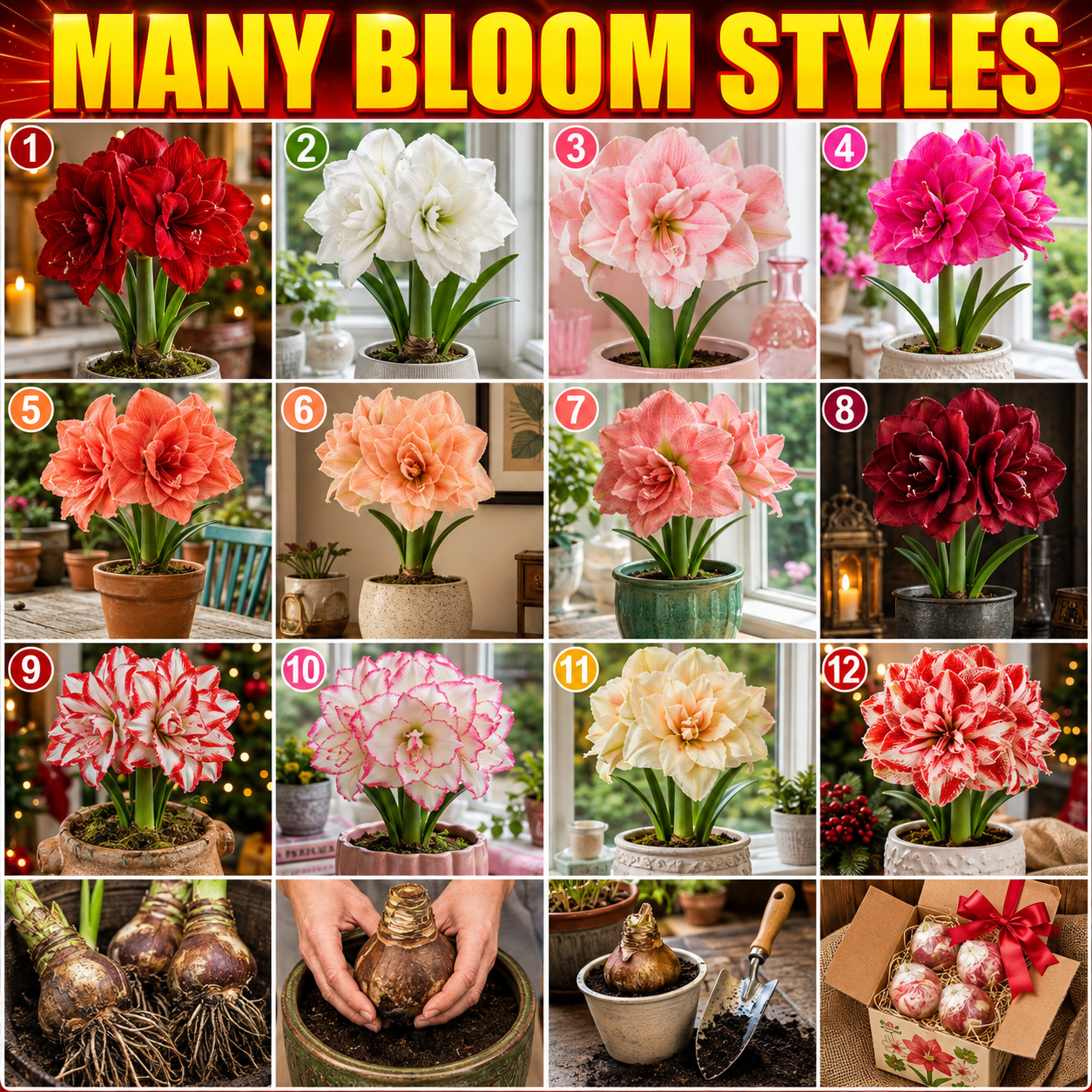 Double Petal Fragrant Amaryllis Bulbs - Variant Wall 12 Blooms