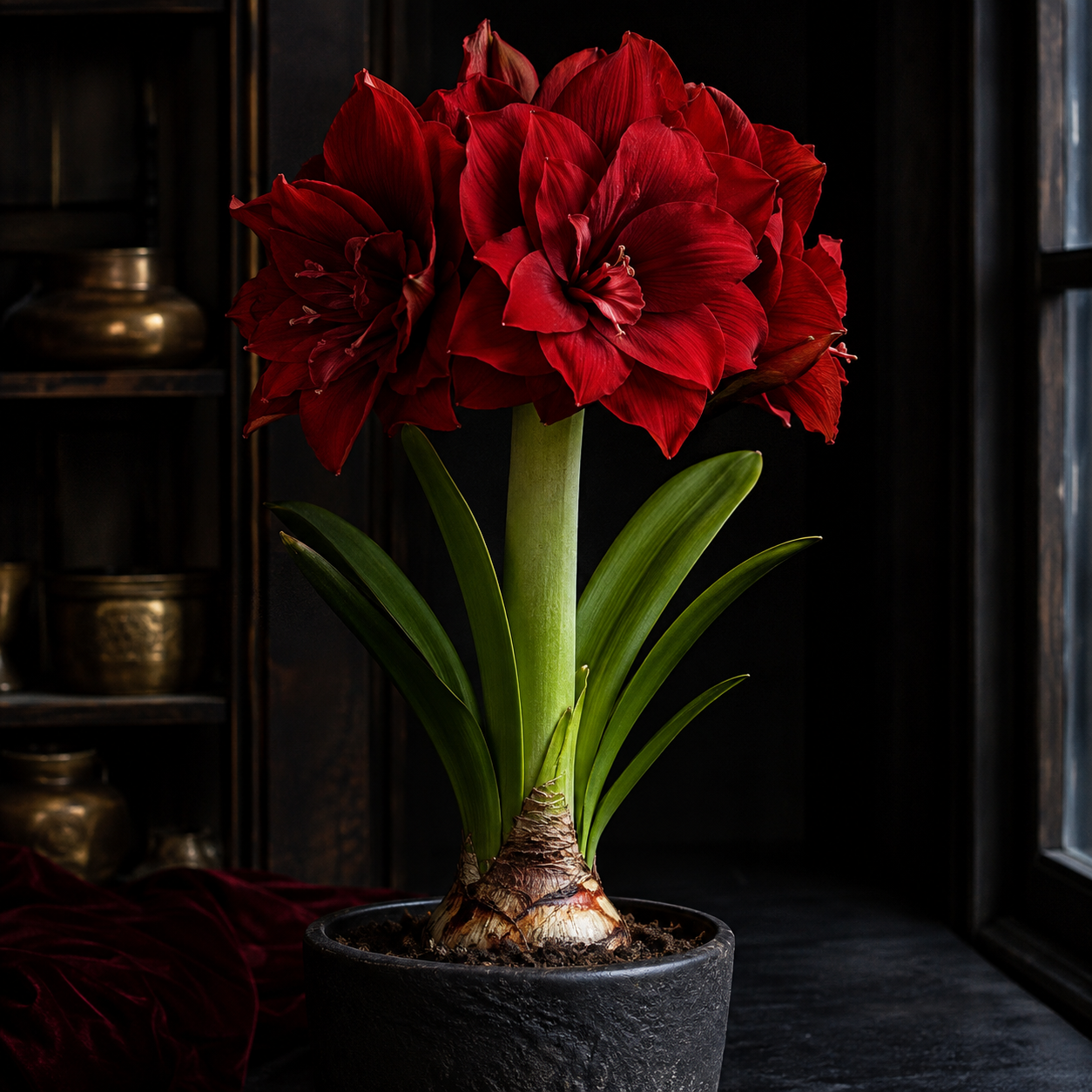 Double Petal Fragrant Amaryllis Bulbs - Deep Red Statement Variant