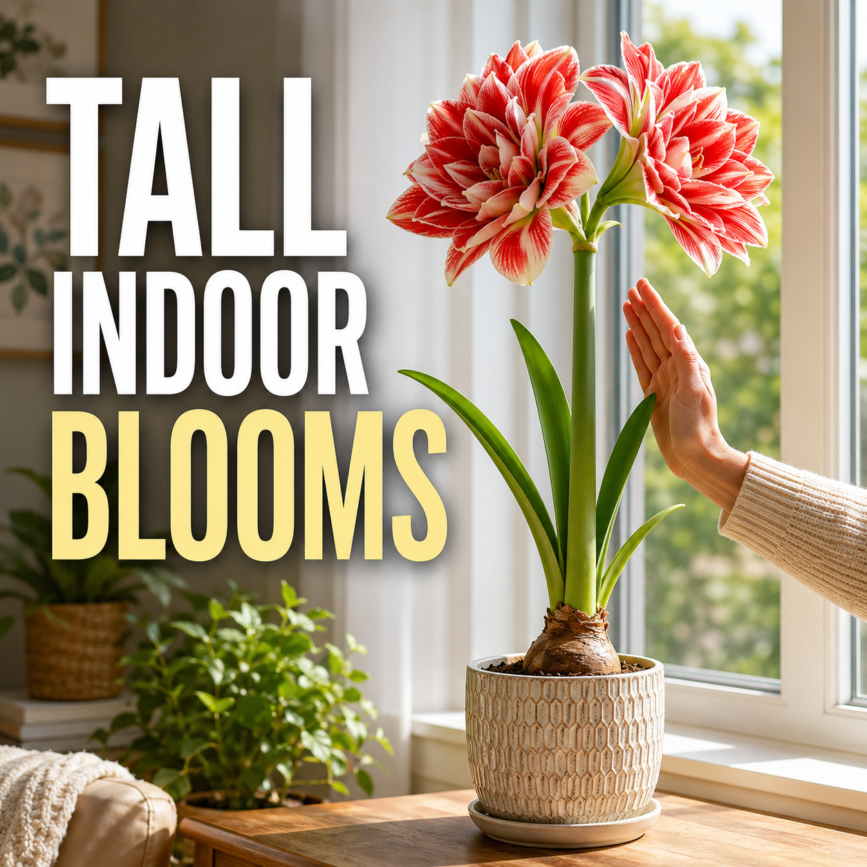 Double Petal Fragrant Amaryllis Bulbs - Tall Stem Scale