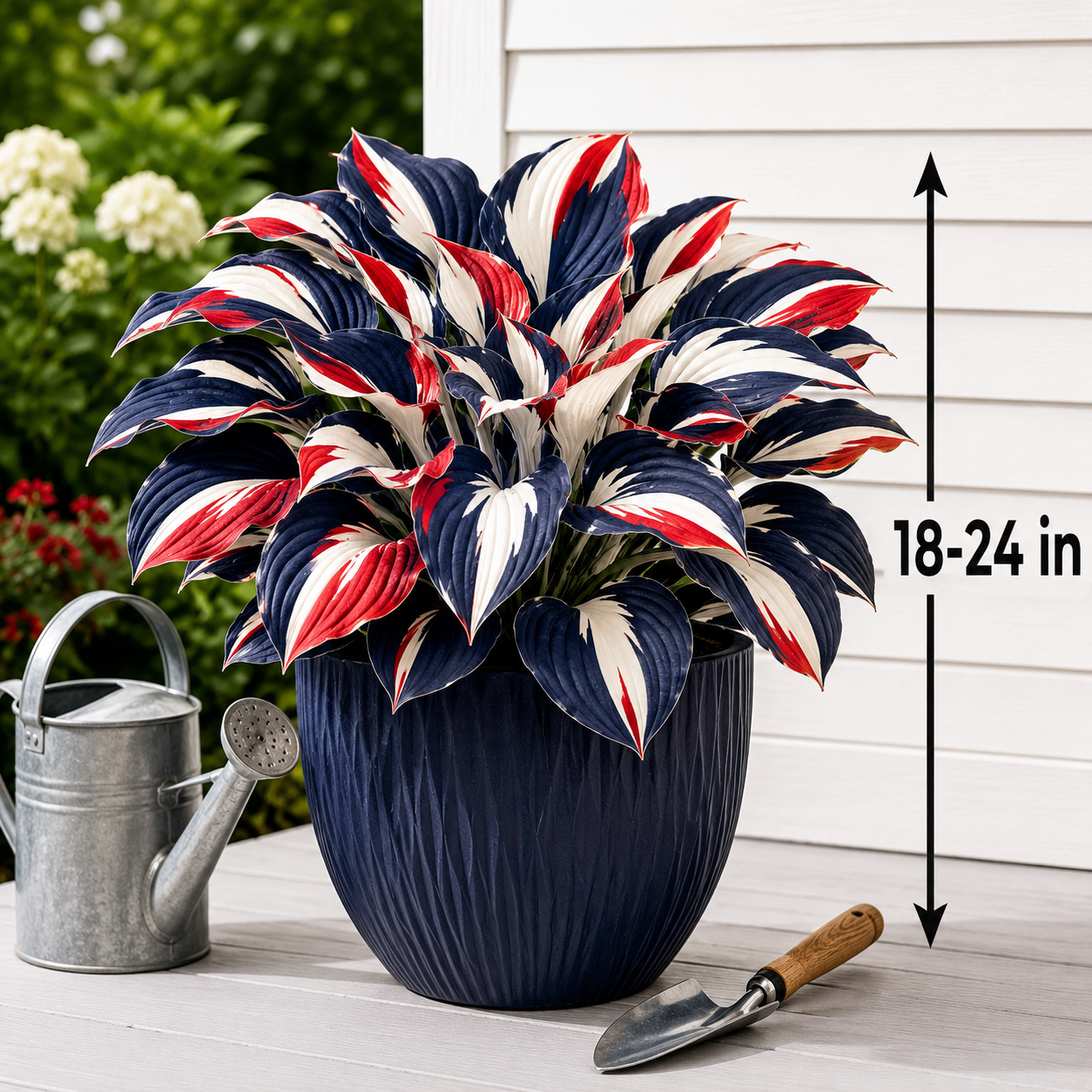 Patriotic Color Hosta Seeds for Shade Gardens backyard focal point scene